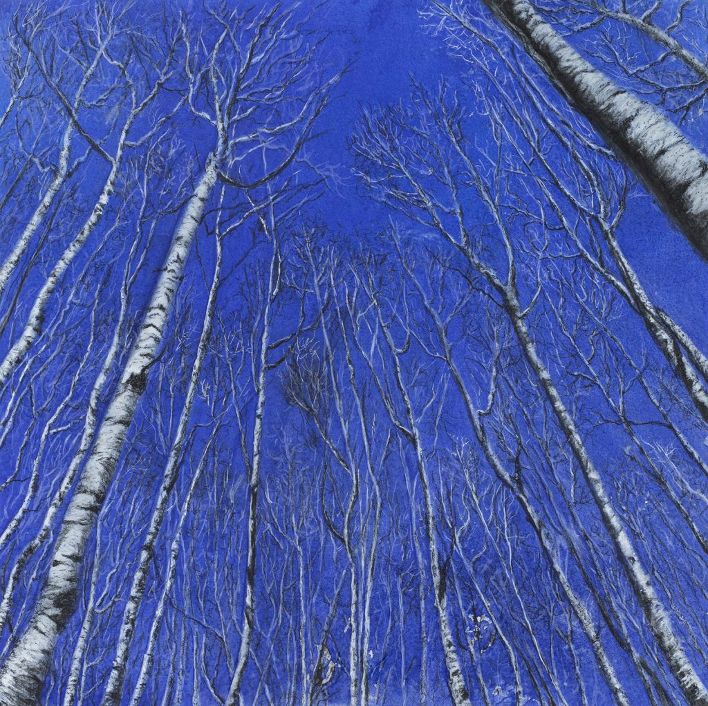 worm view of winter aspens reaching for the cloudless blue sky