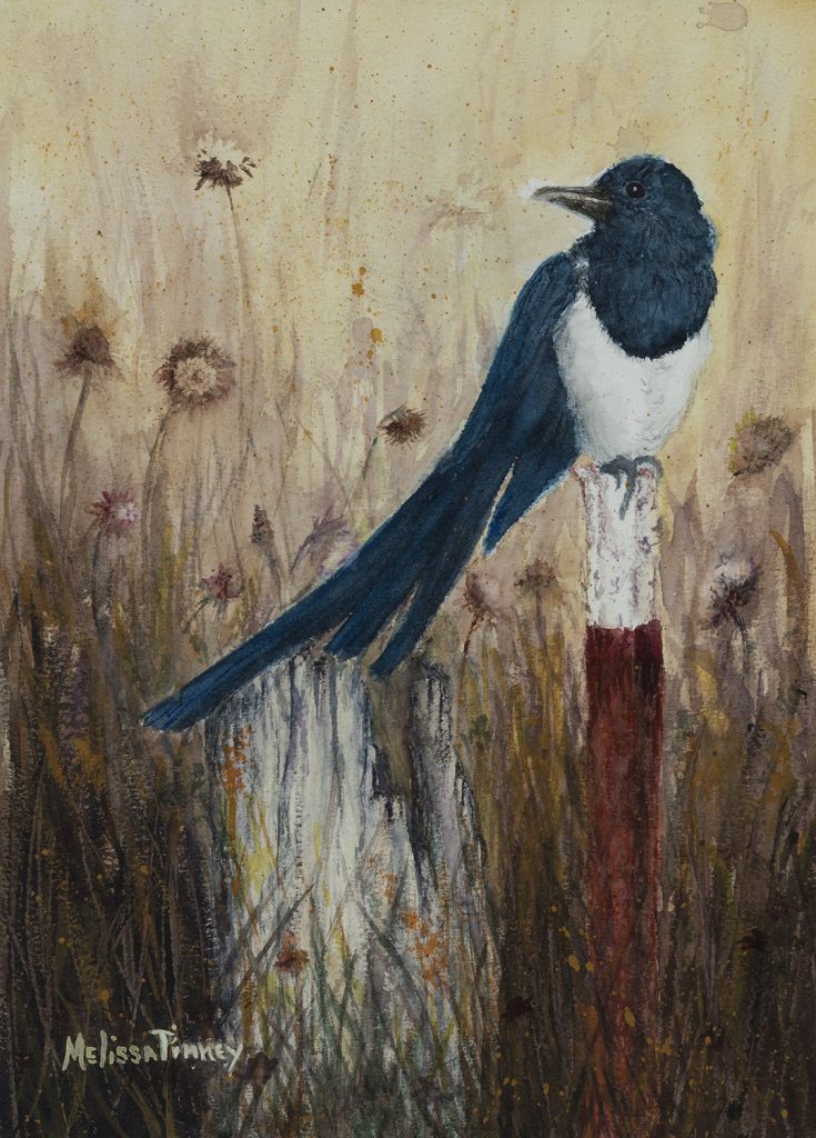 Magpie bird sitting on a metal fencepost