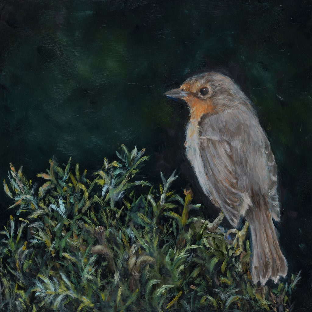 orange throated grey European robin sitting on a rosemary bush