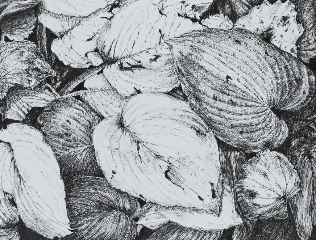 work-hosta_leaves_2