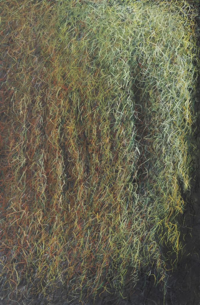 Thick and tangled moss hanging from a tree