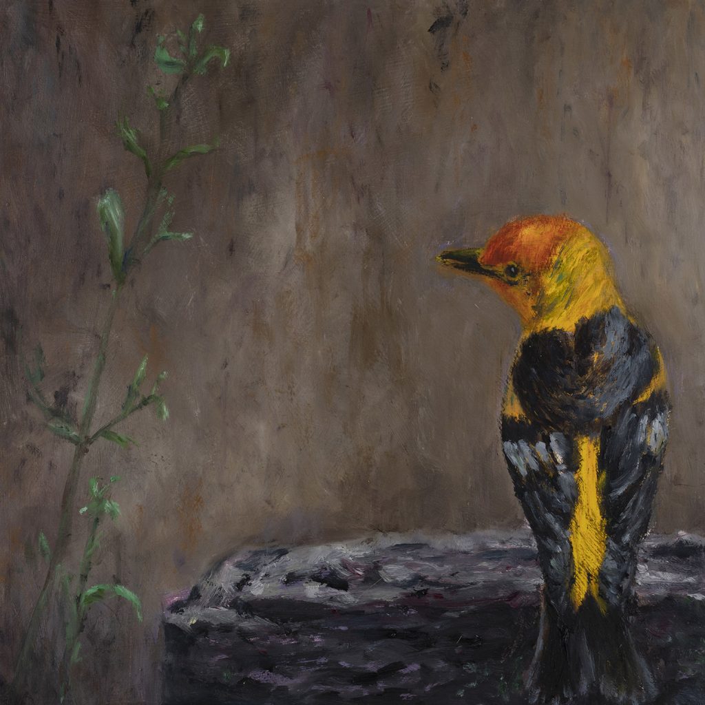 western tangier bird sitting on a ledge looking to the left for something to eat