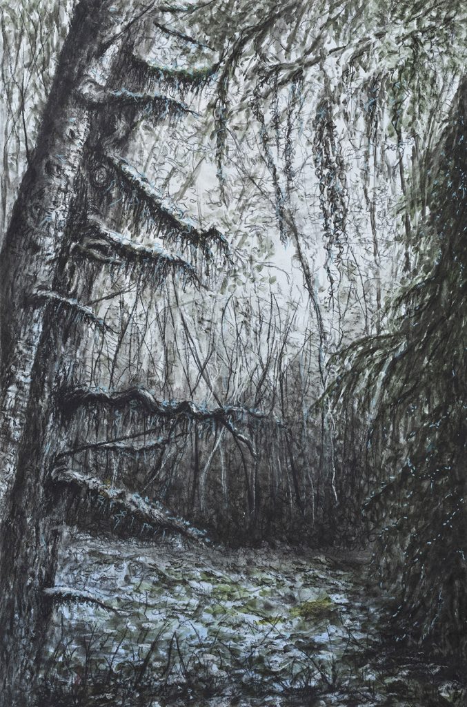 Deep thick moss hangs from spruce trees in the Washington Hoh Rain Forest