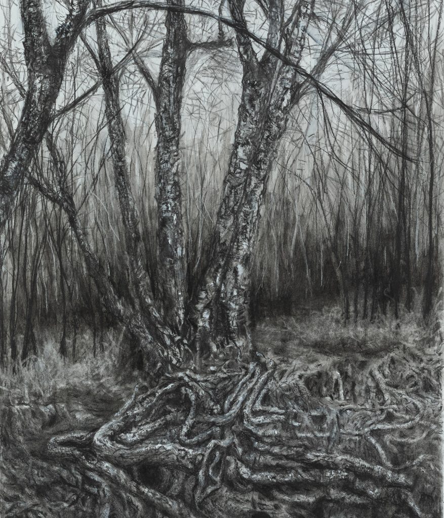 Leafless Birch tree with exposed roots in the ground