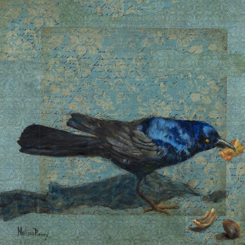 A Common Grackle bird eating an Afternoon Snack