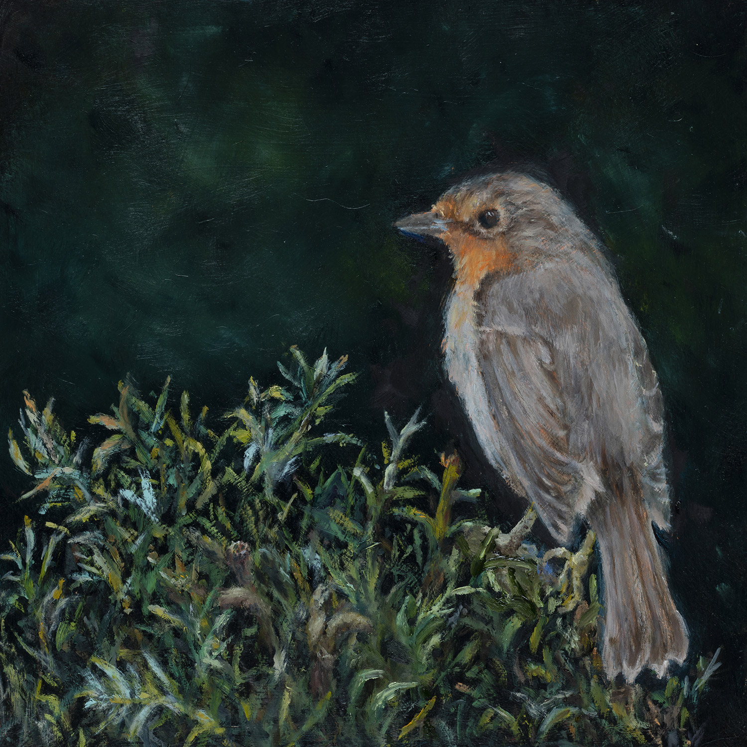 European Robin Resting on a Rosemary Bush