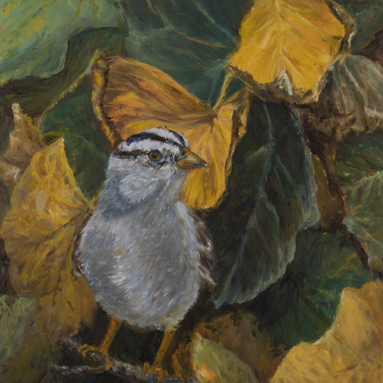 White Crown Sparrow in the Shrub