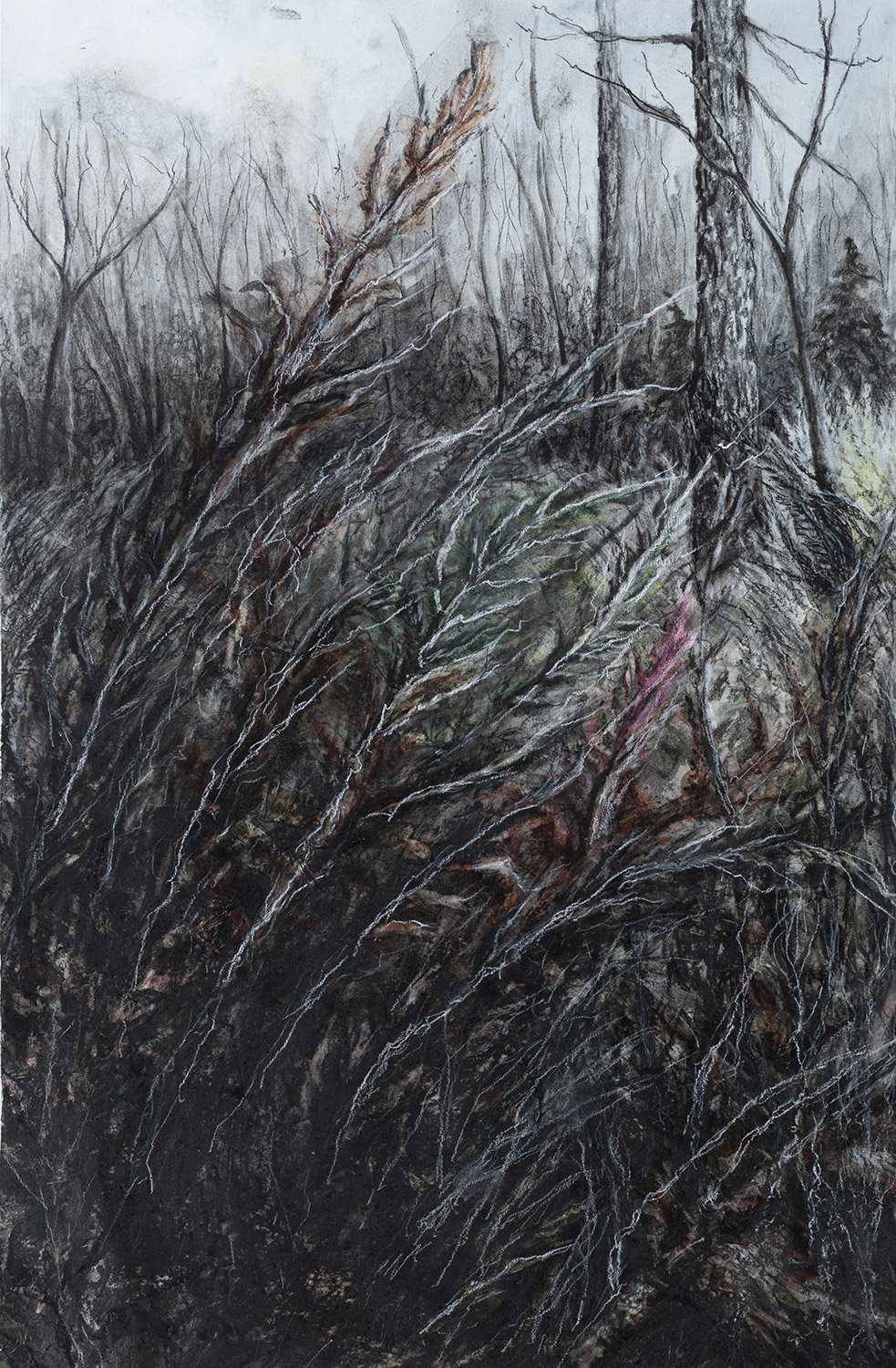 The Swaying Fern Fronds