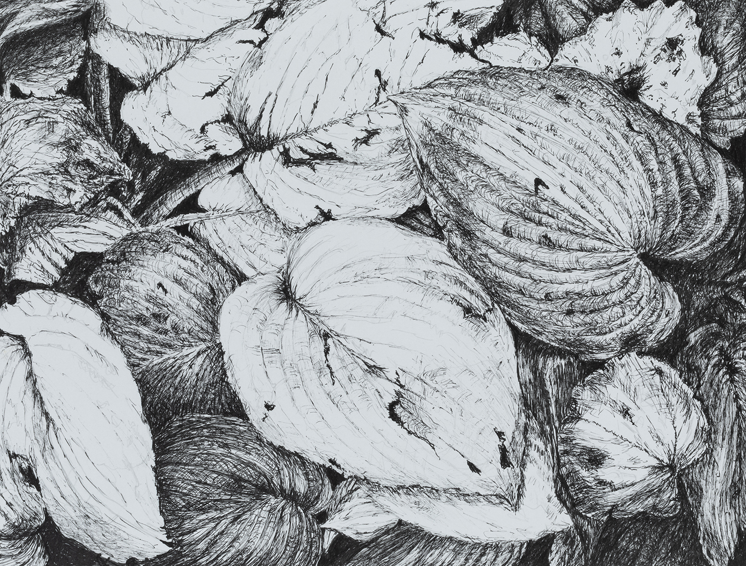 Sumer Hostas in Black and White