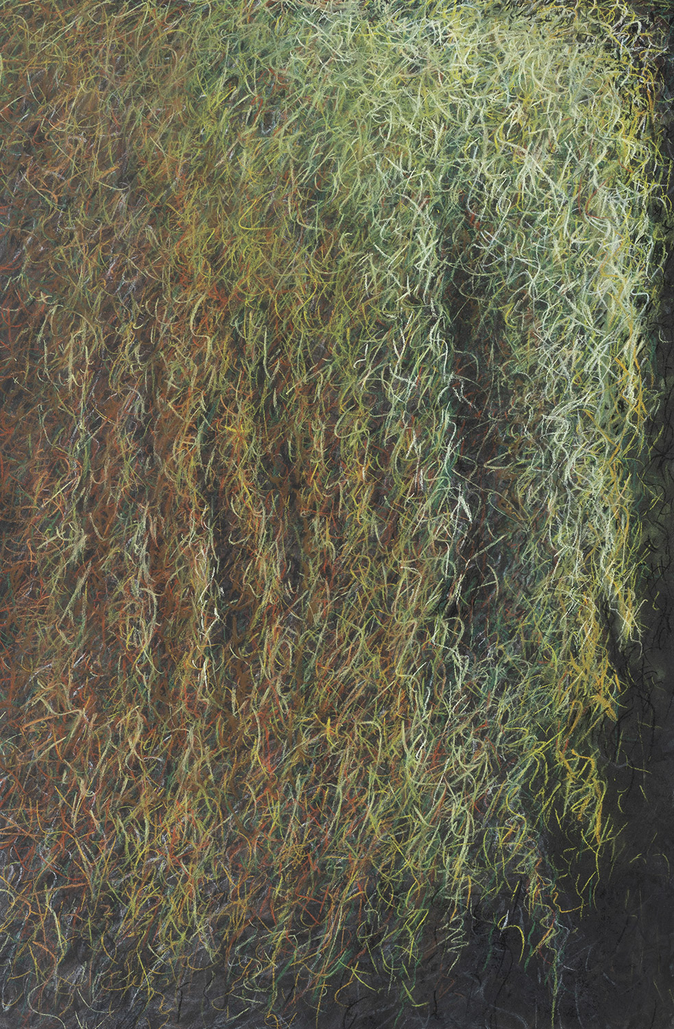 Tangled and Thick Tree Moss