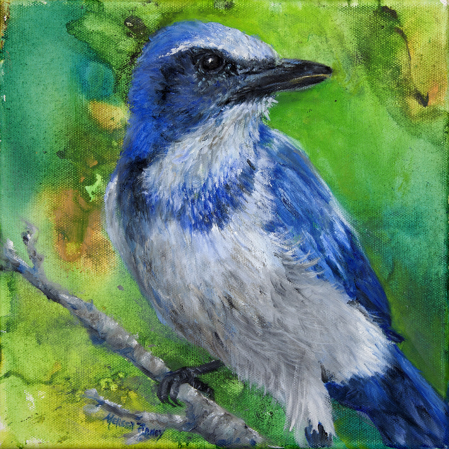 Florida Scrub-Jay