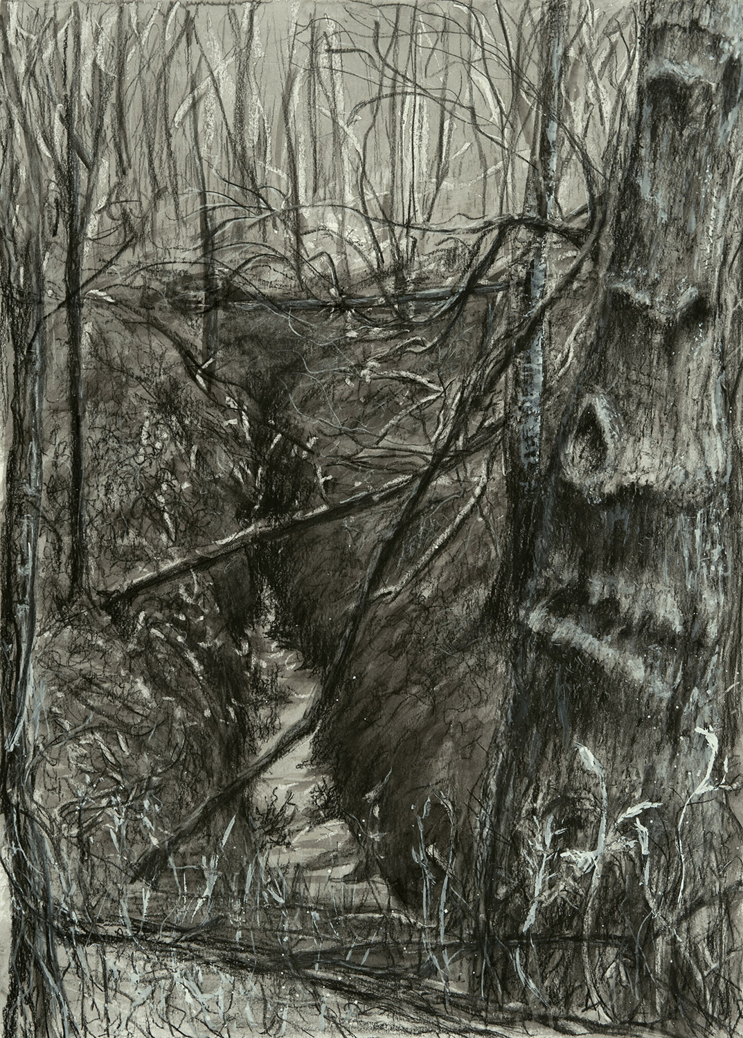 Meandering Creek in the Woods