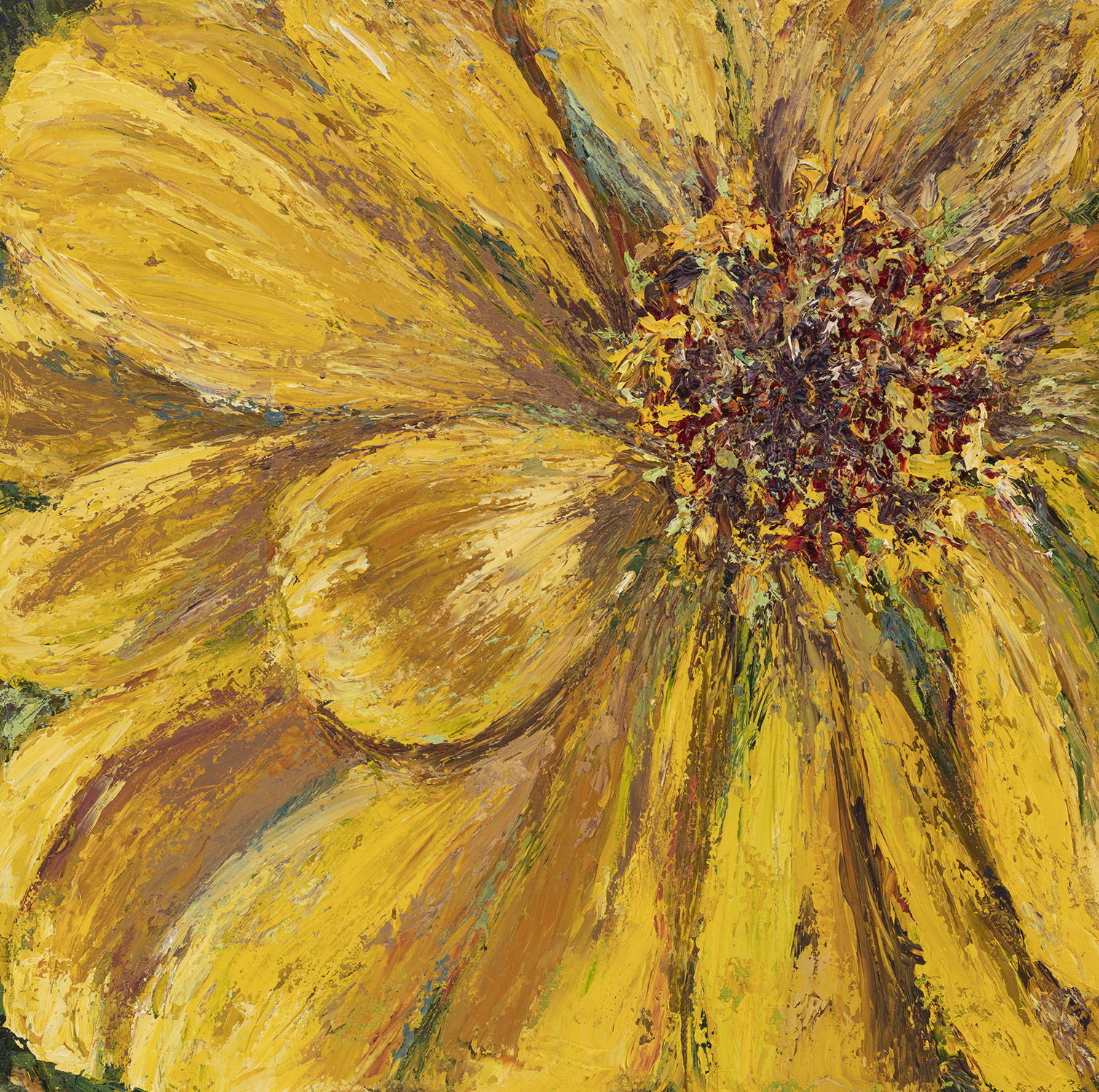Yellow Zinnia – Close Up
