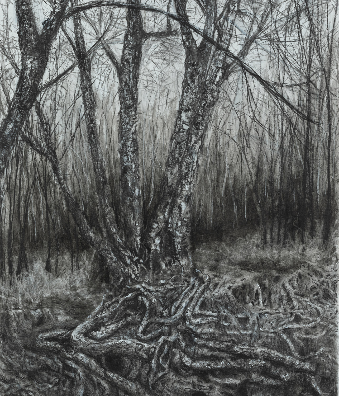 Birch Tree Securely Rooted